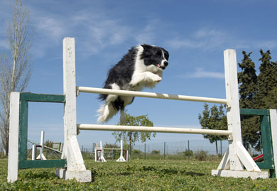 train your dog for agility competitions