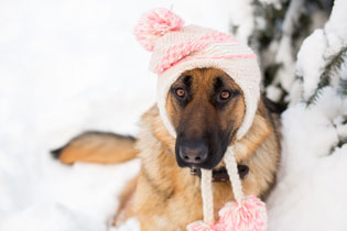 keep dogs warm in winter