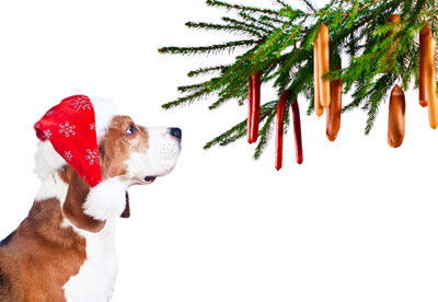 Christmas Dangers for Pets 