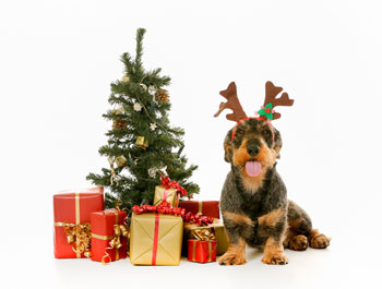Keeping Your Dogs Safe This Holiday Season