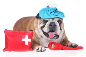 keep a first aid kit for your dog in your home