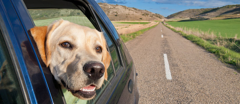 Creative ways to get dog hair out of the car