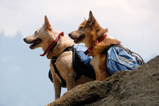 hiking dogs