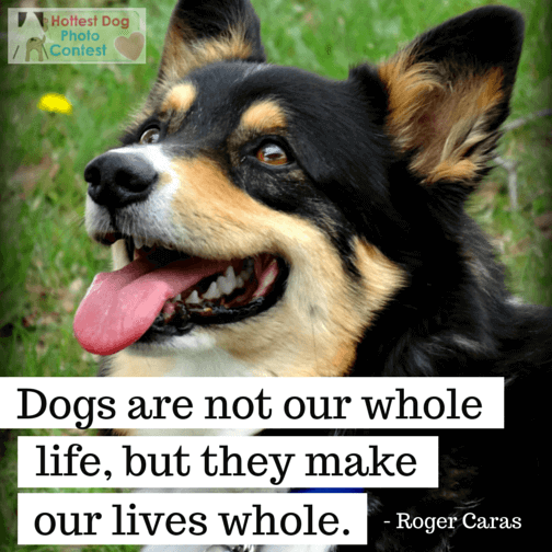 Dogs are not our whole lives, but they make our lives whole
