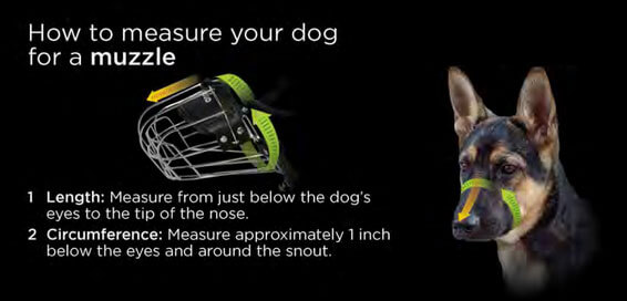 how-to-measure-for-a-dog-muzzle.jpg