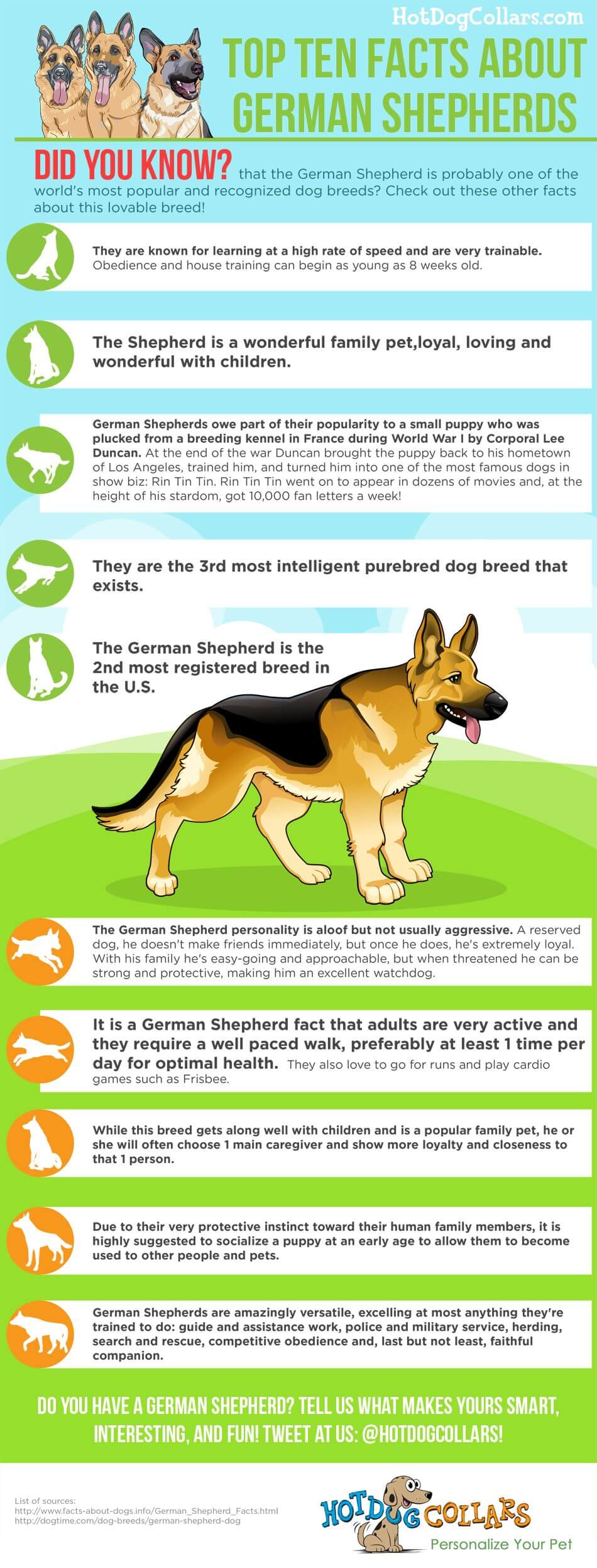 Did you know that the German Shepherd is probably one of the world's most popular and recognized dog breeds? Check out these other facts about this lovable breed!