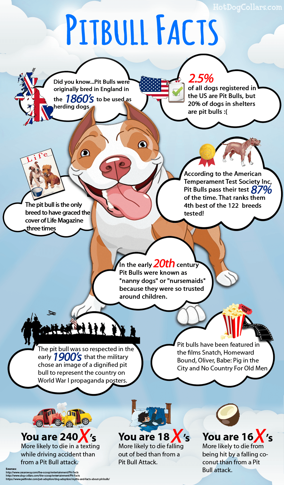 infographic on the pit bull breed with some facts you probably did not know