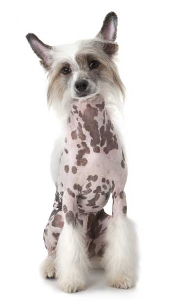 chinese-crested