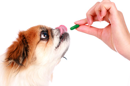save on dog medicine