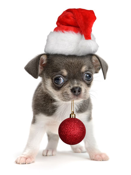 safe dog ornaments