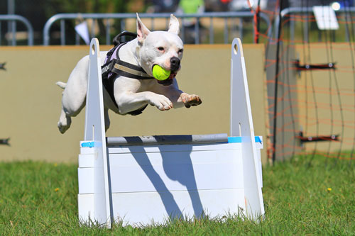 flyball for dogs is fun