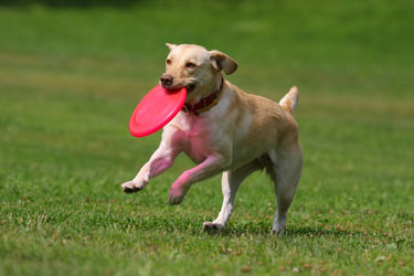 frisbee dog