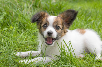papillon outside on the grass