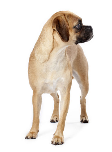 what to know about puggles