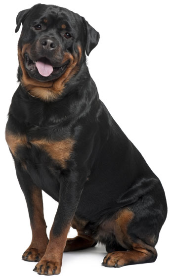 Rotties are awesome
