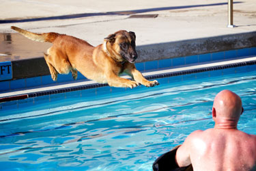 swim with your dogy