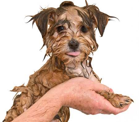 how i got rid of that wet dog smell