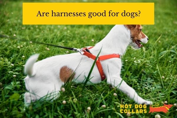 are harnesses good for dogs