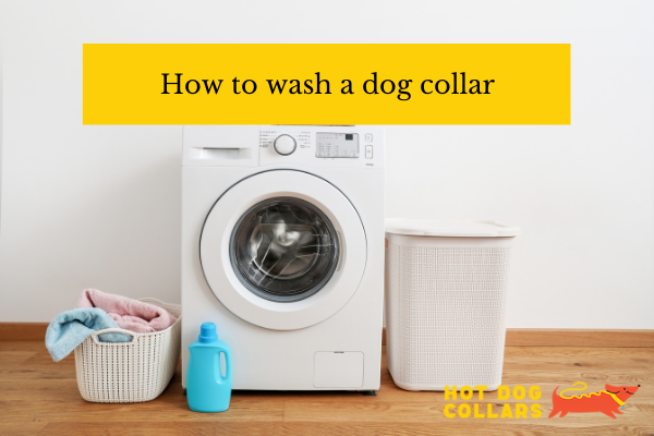 How to wash a dog collar