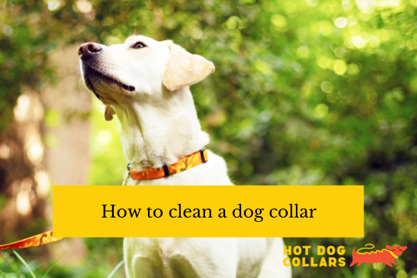 how to clean a dog collar - hot dog collars
