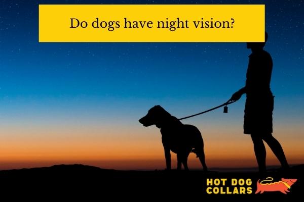 Do dogs have night vision