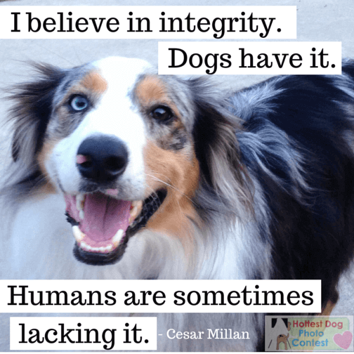 I believe in integrity, all dogs have it