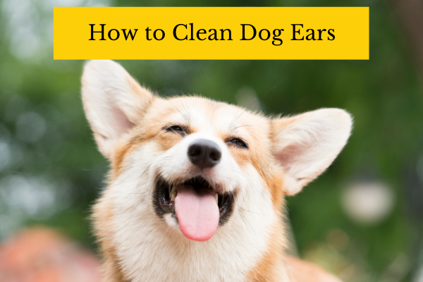 How to clean dog ears