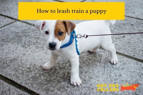 How to leash train a puppy