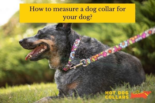 How to measure a dog collar for your dog