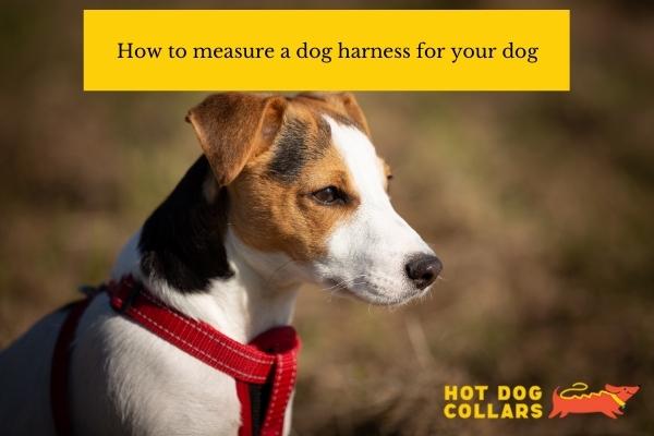How to measure a dog harness for your dog