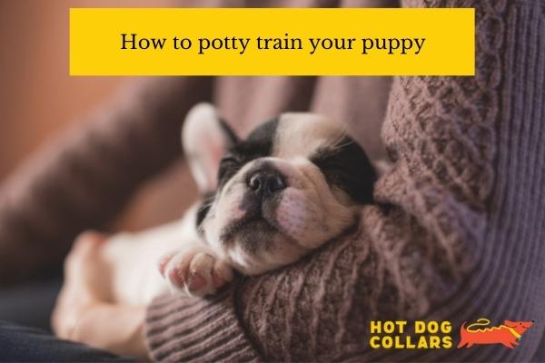 How to potty train your puppy