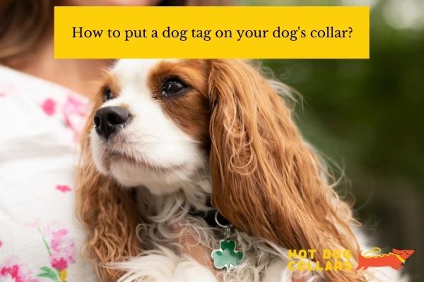 how-to-put-a-dog-tag-on-your-dogs-collar