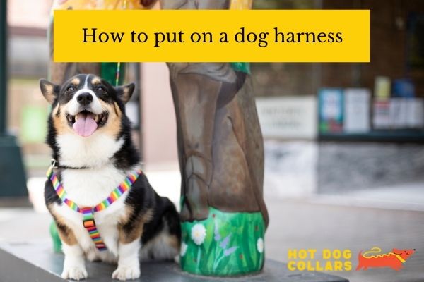 how-to-put-on-a-dog-harness