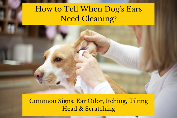 How to tell when dog ears need cleaning