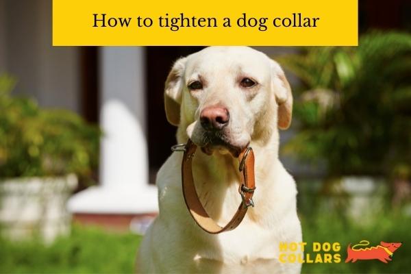 How to tighten a dog collar