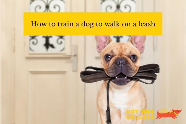 how to train a dog to walk on a leash