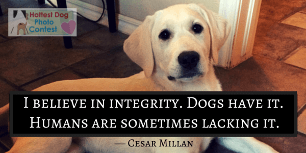 I believe in integrity and dogs have it