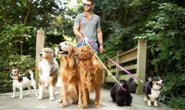 Dog Leash Pets First Collegiate Pet Accessories 