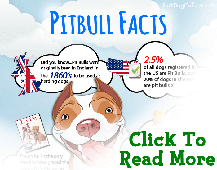 Learn more about pit bulls and why they are not as dangerous as you may think