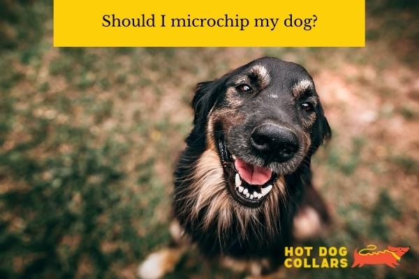 Should i microchip my dog