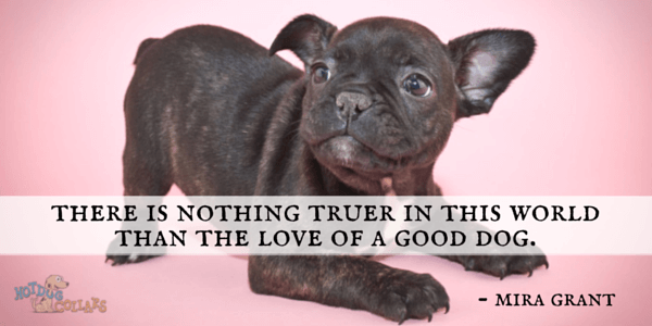 There is nothing truer in this world than the love of a good dog