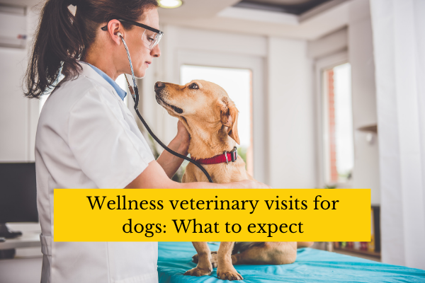 Wellness vet visits for dogs: what to expect