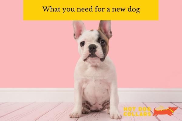 What you need for a new dog