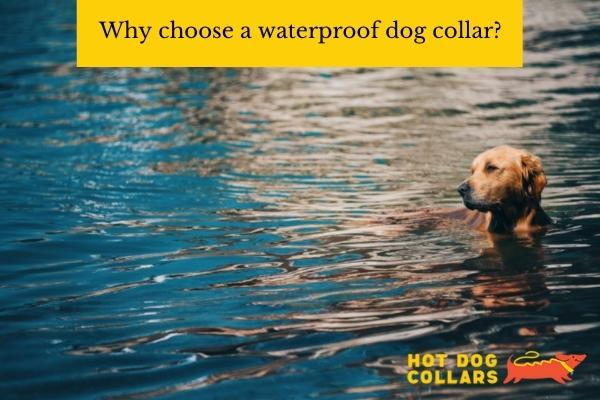 Why choose a waterproof dog collar