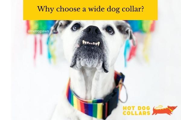 Why choose a wide dog collar